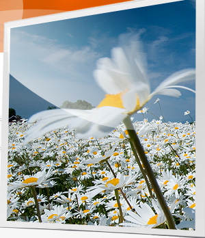 Blumenwiese