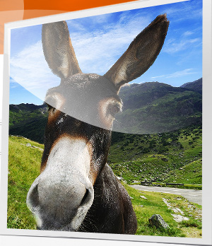 Esel in Berglandschaft
